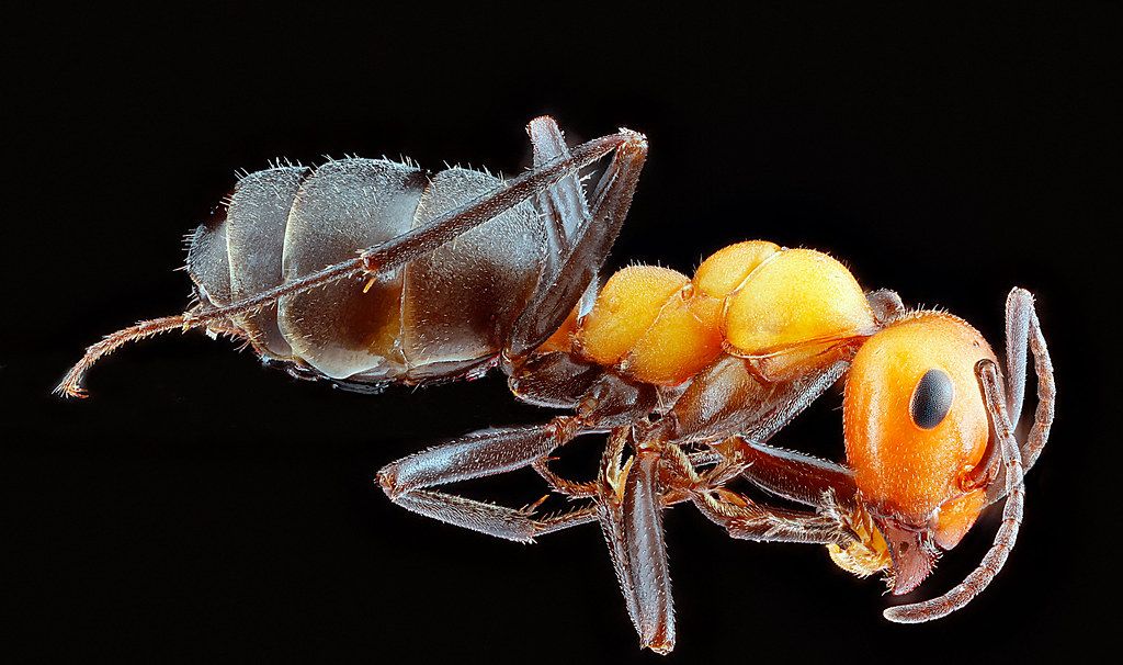 Ant Control service in Carson, CA