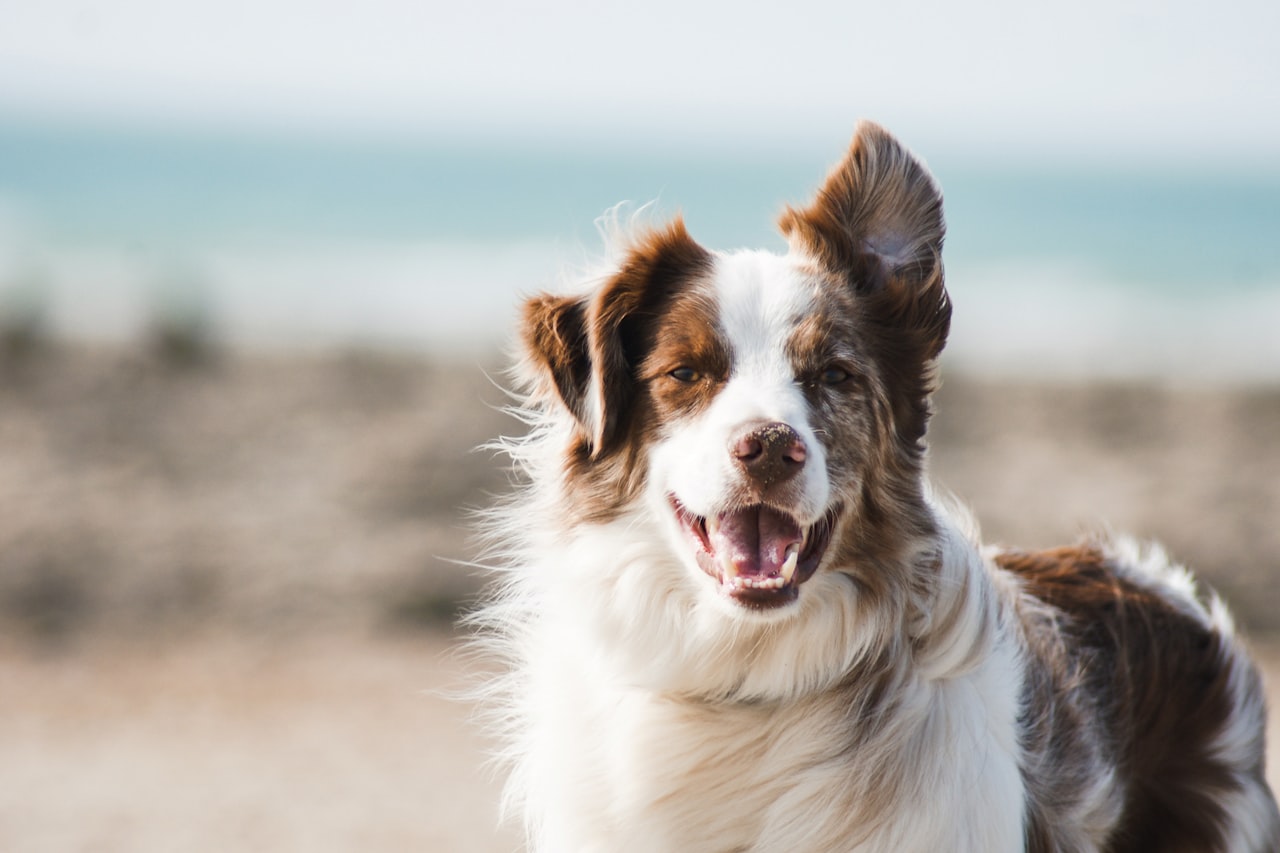 Flea & Tick Control service in Carson, CA