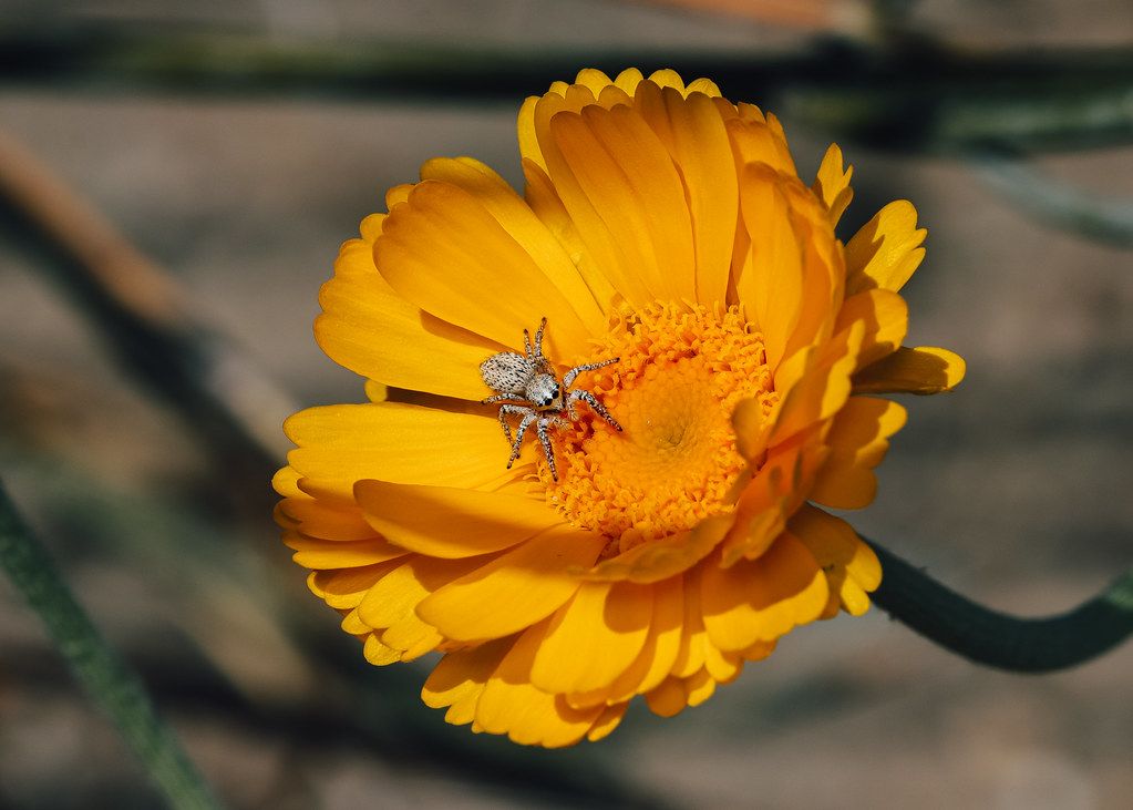 Spider Control service in Carson, CA